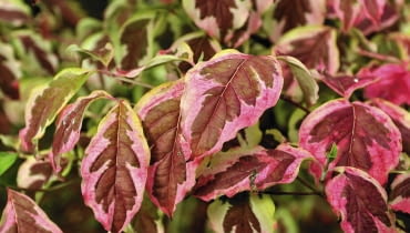 Dereń biały 'Sibirica Variegata' Dereń biały 'Sibirica Variegata'