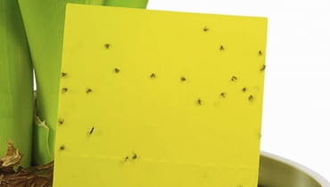 Żółte lepy eliminują sporą część latających form ziemiórek, ale oprócz nich trzeba zastosować też inne sposoby. Żółte lepy eliminują sporą część latających form ziemiórek, ale oprócz nich trzeba zastosować też inne sposoby.