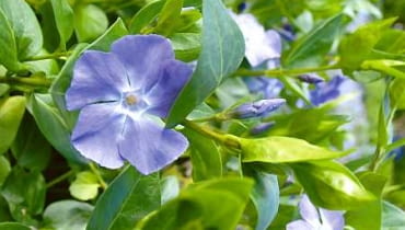 Barwinek większy (Vinca maior) 16.05.2005 WARSZAWA