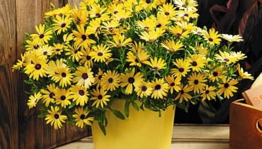 Najwięcej wspaniałych nowych odmian pojawia się zwykle wśród roślin balkonowych. Nic dziwnego. To przecież kwiaty dla tych, którzy lubią częste zmiany i chcą, żeby ich balkon zwracał uwagę i budził zazdrość. <BR />ROŚLINY BALKONOWE. Symphony, osteospermum, rośnie szybko, ładnie się rozkrzewia i kwitnie obficie przez cały sezon. Najwięcej wspaniałych nowych odmian pojawia się zwykle wśród roślin balkonowych. Nic dziwnego. To przecież kwiaty dla tych, którzy lubią częste zmiany i chcą, żeby ich balkon zwracał uwagę i budził zazdrość. <BR />ROŚLINY BALKONOWE. Symphony, osteospermum, rośnie szybko, ładnie się rozkrzewia i kwitnie obficie przez cały sezon.