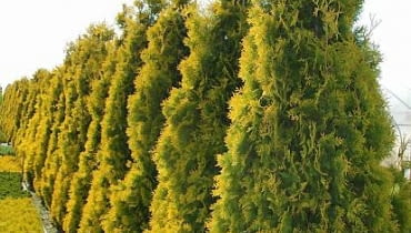 Żywopłot z żywotnika ONE TIME USE ONLY DO JEDNORAZOWEGO UZYCIA