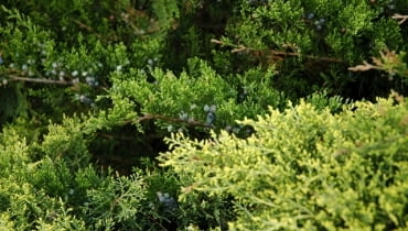 Jałowiec sabiński (Juniperus sabina) Jałowiec sabiński (Juniperus sabina)