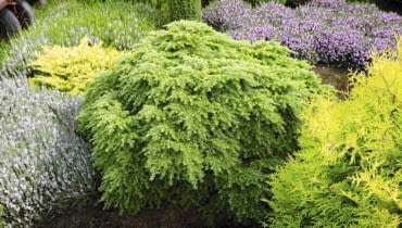 10.09.2008 WARSZAWA ROSLINY OKAZY SYLWETKI DLA MIESIECZNIKA OGRODY SZKOLKA KRZEWOW I DRZEW OZDOBNYCH SZYMANOWSKI NZ.ROSLINY DRZEWA CHOINA KANADYJSKA ' YEDDELOH ' FOT. WOJCIECH SURDZIEL / AGENCJA GAZETA PUBLIKACJA OGRODY NR 1 (117) - 1 2009 PUBLIKACJA LADNY DOM NR 11 (145) - 11 2010 SLOWA KLUCZOWE: ROSLINY DRZEWA ZDJĘCIE DO WKŁADKI: PUBLIKACJA OGRODY NR 1 (117) - CZASOPISMA