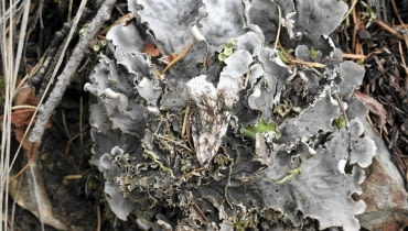 Plecha pawężnicy węgierskiej jest z wierzchu ciemna, a od spodu biała. Rozpościera się płasko na ziemi. Plecha pawężnicy węgierskiej jest z wierzchu ciemna, a od spodu biała. Rozpościera się płasko na ziemi.