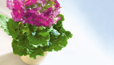 23.01.2008 WARSZAWA SESJA KWIATY WE WNETRZU NZ PIERWIOSNEK KUBKOWATY PRIMULA OBCONICA ' PURPLE IMPROVED ' STYLIZACJA ANETA KOSIBA DLA CZASOPISMA KWIETNIK FOT. ARKADIUSZ SCICHOCKI / AGENCJA GAZETA PUBLIKACJA KWIETNIK NR 4 (160) - 4 2008