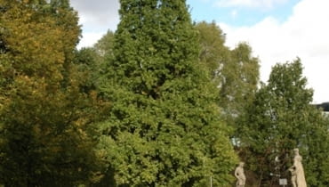 Dąb szypułkowy Quercus robur 'Fastigiata'