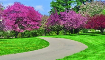 Grupa okazałych jabłoni ozdobnych - poszczególne odmiany kwitną na różowo i purpurowo. Grupa okazałych jabłoni ozdobnych - poszczególne odmiany kwitną na różowo i purpurowo.