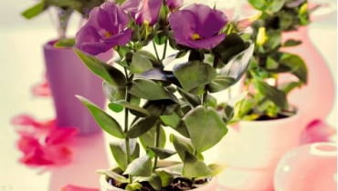 Eustoma 25.08.2009 ARANZACJA KWIATOW KWIETNIK STYLIZACJA JOANNA WOYDA FOT. AGATA JAKUBOWSKA / AGENCJA GAZETA