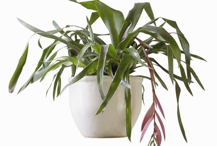 Bilbergia zwisła BILBERGIA ZWISLA BILLBERGIA FOT. PAWEL SLOMCZYNSKI / AGENCJA GAZETA SLAJD DUZY PUBLIKACJA KWIETNIK NR 7 (127) - 7.2005 PUBLIKACJA CZTERY KATY NR 1 (243) - 1 2012 PUBLIKACJA CZTERY KATY NR 3 (245) - 3 2012 SLOWA KLUCZOWE: ROSLINY ZDJĘCIE DO WKŁADKI: PUBLIKACJA KWIETNIK NR 7 (127) - CZASOPISMA