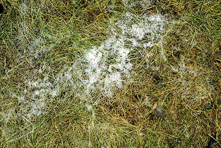 Trawnik porażony przez pleśń śniegową Trawnik porażony przez pleśń śniegową