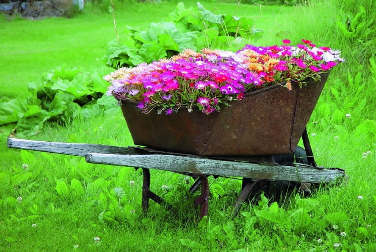 Taki model taczek już dawno odszedł do lamusa. Ale ogrodowym roślinom nadal odpowiada.