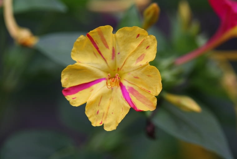 Dziwaczek Do jednorazowej publikacji