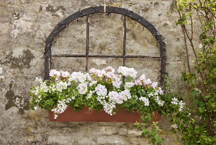 Kompozycja z pelargonami Kompozycja z pelargonami