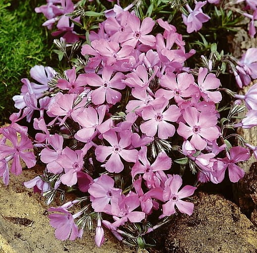 Floks szydlasty ONE TIME USE ONLY DO JEDNORAZOWEGO UZYCIA FLOKS SZYDLASTY PLOMYK PHLOX SUBULATA BYLINA WIOSNA FOT. SERWIS PRASOWY FIRMA SYNGENTA SEEDS PUBLIKACJA OGRODY NR 3 (59) - 3.2004