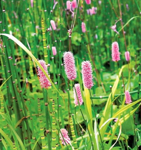 Rdest ROSLINA NA PODMOKLY TEREN - RDEST WEZOWNIK FOT. LILIANNA SOKOLOWSKA PUBLIKACJA KWIETNIK NR 3 (183) - 3 2010