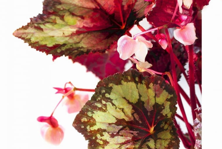 BEGONIA KRÓLEWSKA. Ma kolorowe, wzorzyste liście o różnych kształtach, zależnie od odmiany. Bardzo wrażliwa na przeciągi. Ziemia w doniczce powinna być stale wilgotna (ale umiarkowanie). 24.10.2007 WARSZAWA SESJA KWIATY BEGONIE NA ZDJECIU BEGONIA KROLEWSKA KWIATY DLA CZASOPISMA KWIETNIK FOT. ARKADIUSZ SCICHOCKI / AGENCJA GAZETA PUBLIKACJA KWIETNIK NR 1 (157) - 1 2008 PUBLIKACJA MAGNOLIA NR 11 (7) - 11 2012 SLOWA KLUCZOWE: ROSLINY KWIATY ZDJcCIE DO WKüADKI: PUBLIKACJA KWIETNIK NR 1 (157) - CZASOPISMA