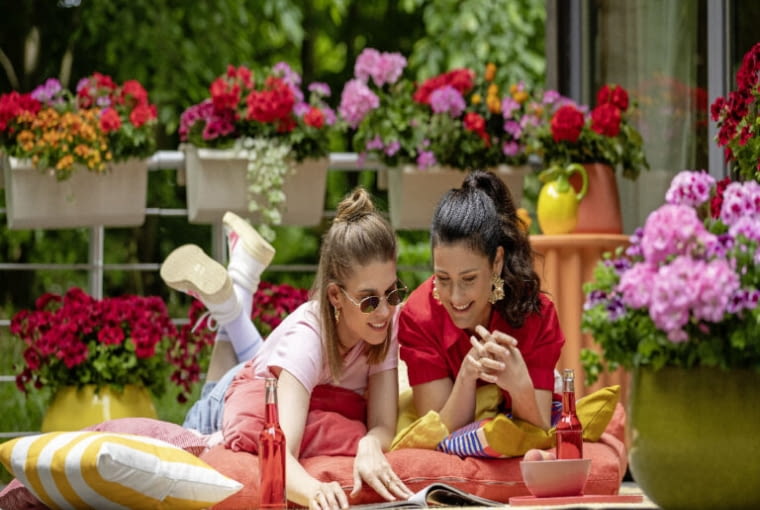 Kolorowe pelargonie Kolorowe pelargonie