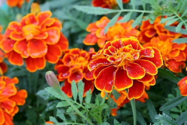 Aksamitka rozpierzchła Aksamitka rozpierzchła