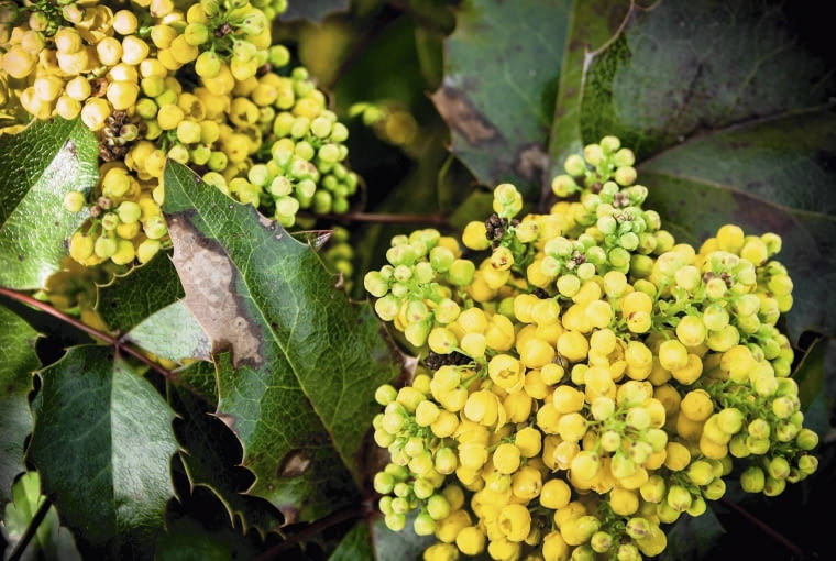 Mahonia pospolita Mahonia pospolita