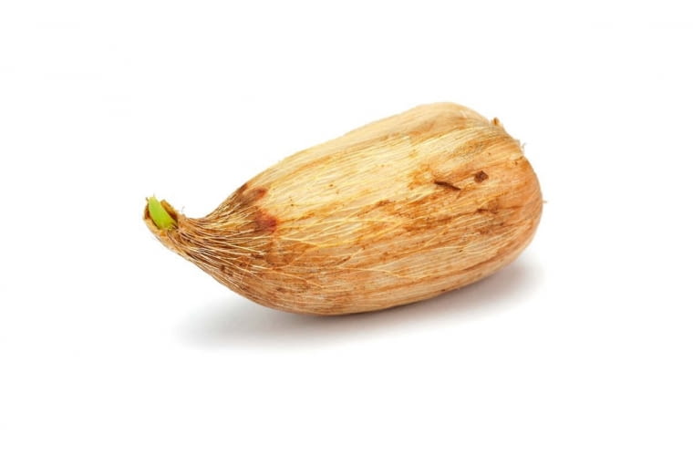 Bulwa frezji Bulwa frezji