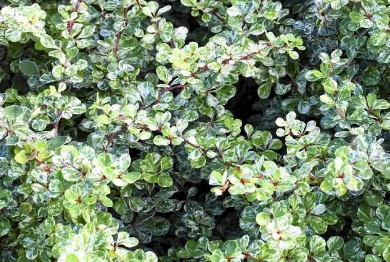 BERBERYS THUNBERGA 'KELLERIS' osiąga wysokość 2-3 m i ma kopczykowaty pokrój BERBERYS THUNBERGA 'KELLERIS' osiąga wysokość 2-3 m i ma kopczykowaty pokrój