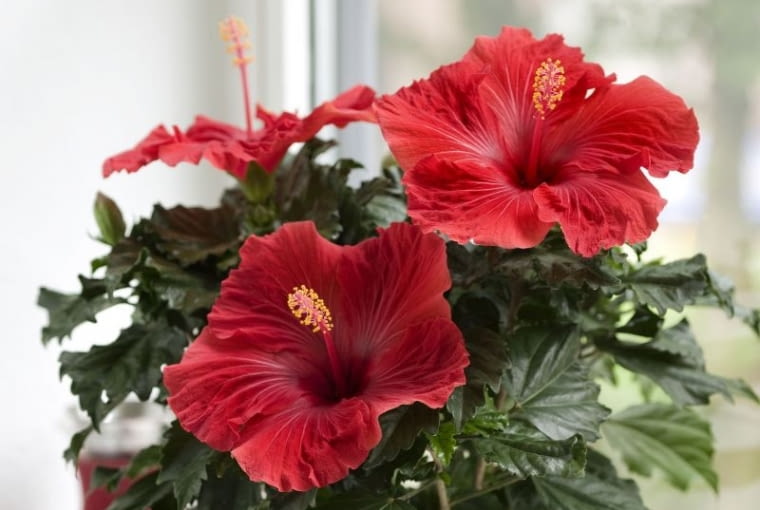 Hibiskus róża chińska 'Volcano' z serii Hibiscia Hibiskus róża chińska 'Volcano' z serii Hibiscia