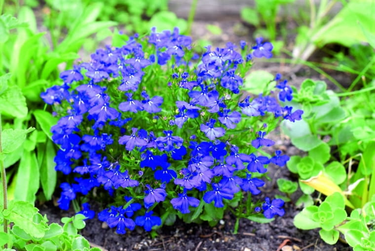Lobelia przylądkowa przetrwa do wiosny w chłodzie. Lobelia przylądkowa przetrwa do wiosny w chłodzie.