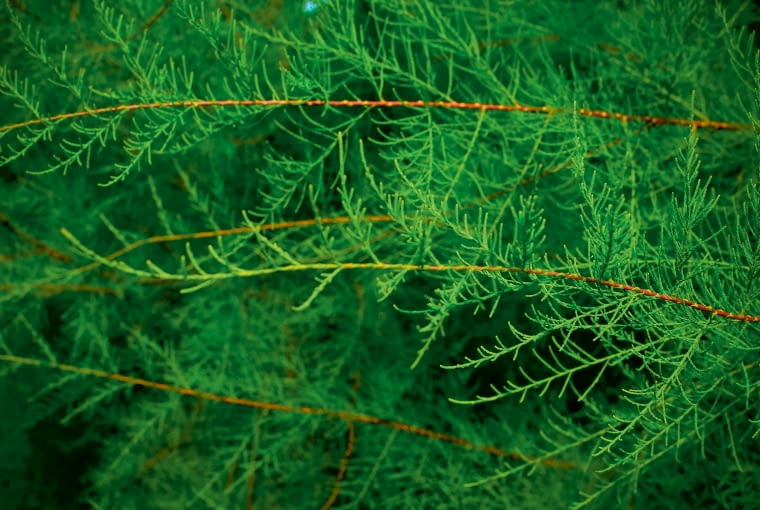 Tamaryszek francuski (Tamarix gallica) Tamaryszek francuski (Tamarix gallica)