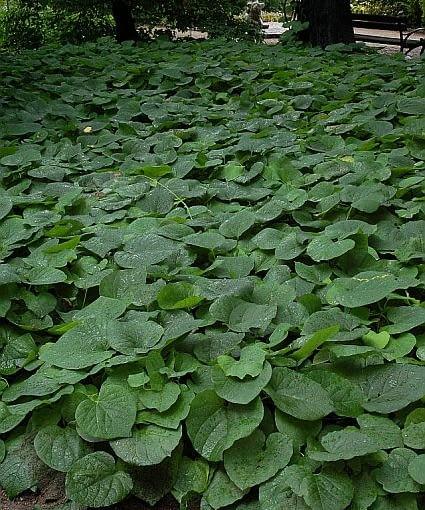 ROSLINY PNACZA KOKORNAK WIELKOLISTNY FOT. WOJCIECH PODSTOLSKI PUBLIKACJA OGRODY NR 4 (96) - 4 2007