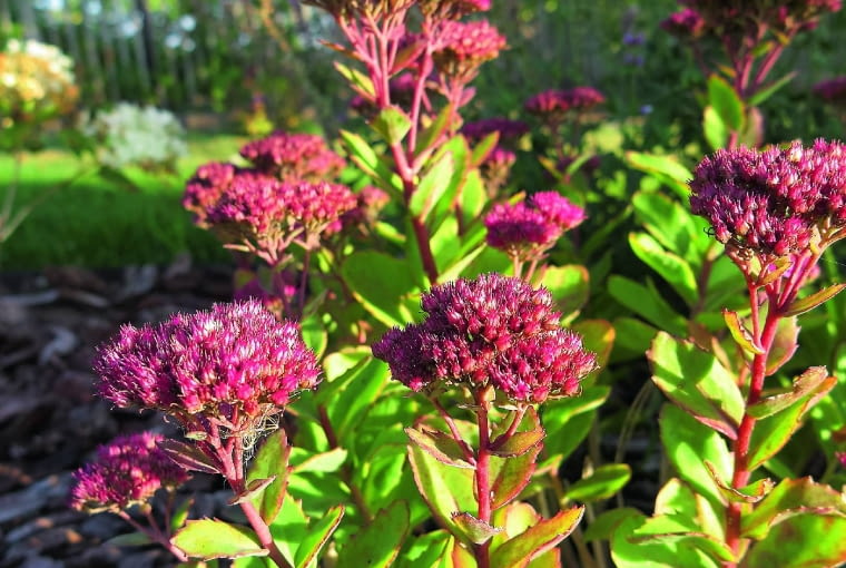 Rozchodnik okazały Rozchodnik okazały