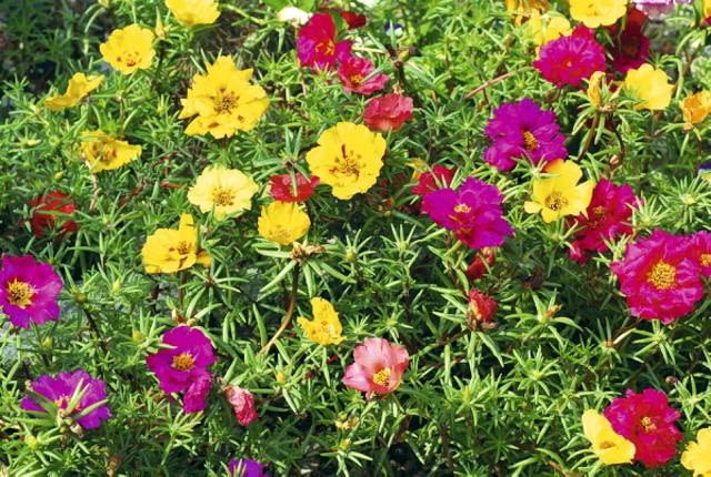 Portulaka (Portulaca grandiflora) Portulaka (Portulaca grandiflora)