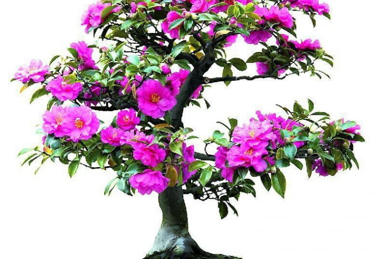 Kamelię można ukształtować jako bonsai, ale wymaga to wielu lat uprawy.