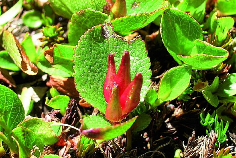 Owoce wierzby zielnej sterczą ponad liśćmi. Owoce wierzby zielnej sterczą ponad liśćmi.