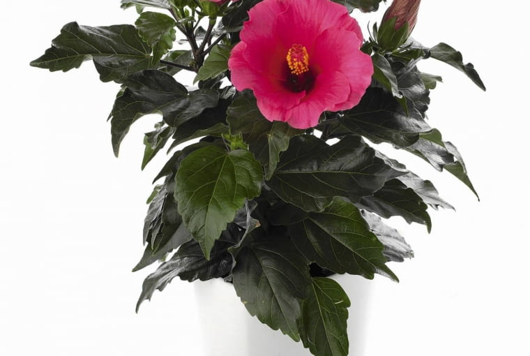 Powracająca z balkonu różę chińską należy dokładnie obejrzeć, bo szkodniki mogą kryć się w rozwidleniach pędów, na liściach lub w glebie.