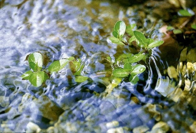 Przetaczak ONE TIME USE ONLY DO JEDNORAZOWEGO UZYCIA PRZETACZNIK BOBOWNICZEK VERONICA BECCABUNGA ROSLINA WODNA FOT. SERWIS PRASOWY FIRMA OASE PUBLIKACJA KWIETNIK NR 3 (123) - 3.2005
