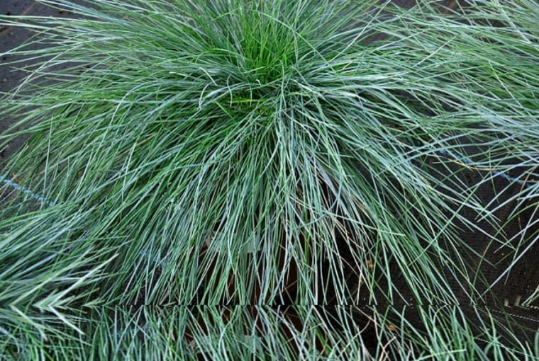 KOSTRZEWA SINA (FESTUCA GLAUCA) KOSTRZEWA SINA (FESTUCA GLAUCA)