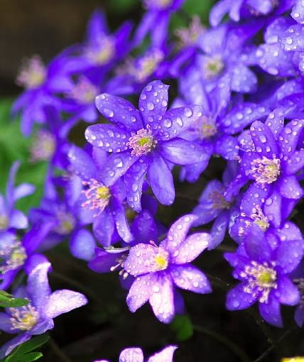 Przylaszczka pospolita Przylaszczka pospolita