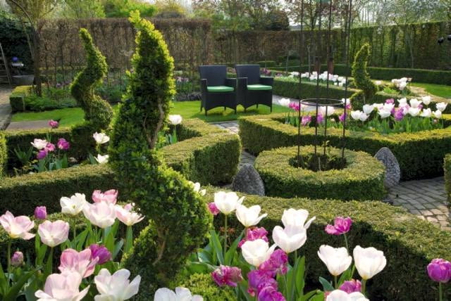 Spiralne formy wczesną wiosną wynurzają się z masy tulipanów i nadają temu wnętrzu charakter Formal country garden with garden rooms, seating area with parterres filled with Tulips 'Purissima', pink tulips and spiral topiary