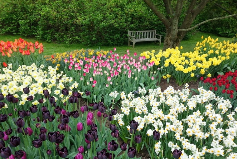 Kompozycje z tulipanów Kompozycje z tulipanów