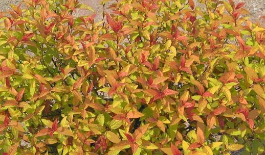 SPIRAEA “Flaming Mound” Tawuła