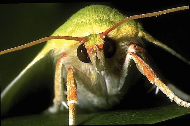 Ćmy. Z zielonką dębówką warto stanąć także oko w oko - jej owadzie oblicze zdobi egzotyczny 'makijaż'