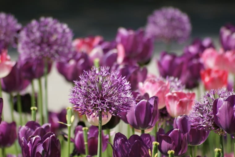 Kompozycje z tulipanów Kompozycje z tulipanów