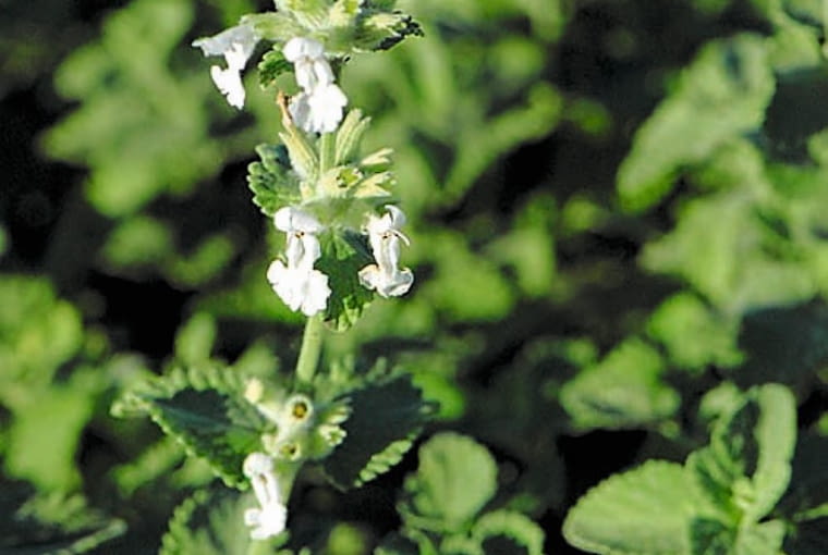 Kocimiętka 'Alba' Kocimiętka 'Alba'