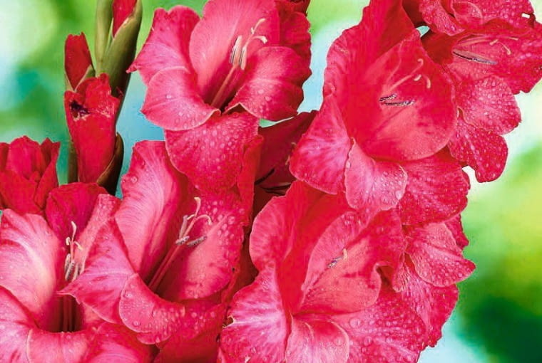 Mieczyk ?Cashmere? Mieczyk ?Cashmere?