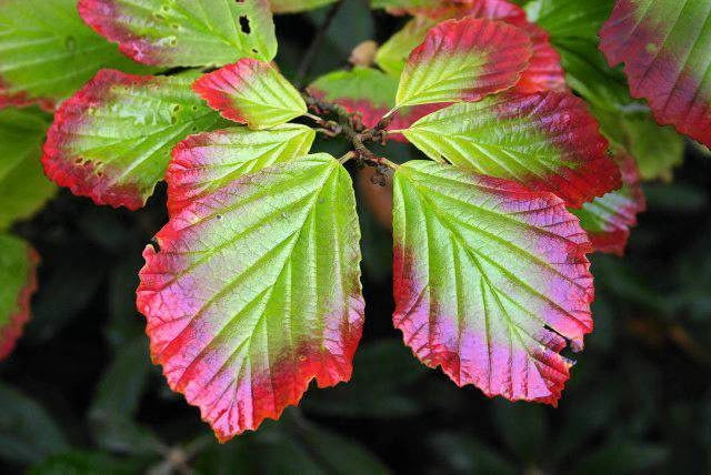 Oczar japoński ROSLINA KRZEW OCZAR LISC HAMAMELIS JAPONICA FOT. WIESLAW GAWRYS