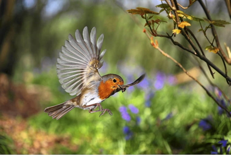 European Robin (Erithacus rubecula) bringing food for its nestlings. Europe. [Surrey, England] SLOWA KLUCZOWE: Close Up Erithacus rubecula Essen Europšer Flugreise Food FŁtterung Garten Kellerassel Nahaufnahme Rotkehlchen Schnabel Vogel VUgel europšisch fliegen fliegend fliegende fliegender fliegendes fŁttern rot tragen tršgt Europšer FŁtterung VUgel europšisch fŁttern tršgt Querformat