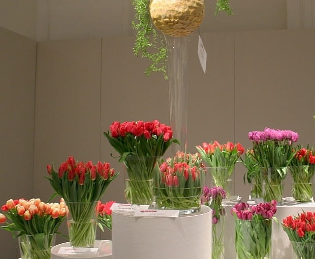 Wystwa tulipanów w Wilanowie