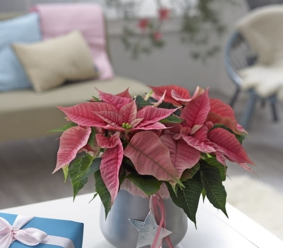 Gwiazda betlejemska Gwiazda betlejemska