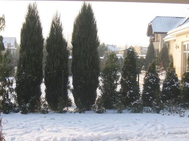 Przycinanie drzew i krzewów można rozpocząć gdy ustaną mrozy a temperatura podniesie się o kilka stopni powyżej zera zima w ogrodzie, przycinanie krzewów