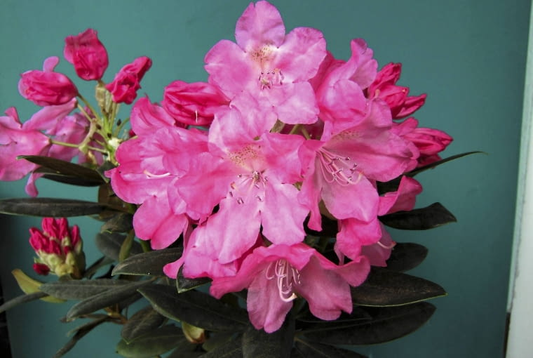 'Królowa bona' 'Królowa bona'